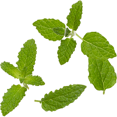 Organic Mint - Peppermint Leaves Png (400x400)