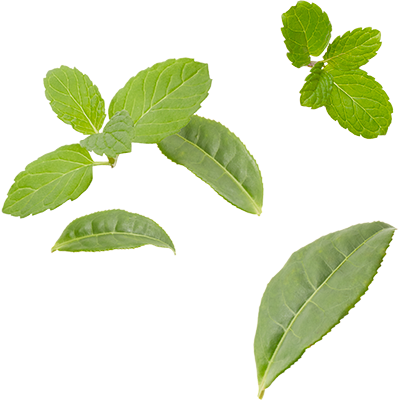 Green Tea Leaves, Spearmint, Natural Flavors - Swamp Birch (400x400)