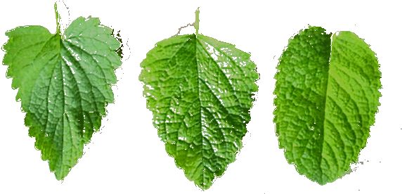 Leaf Test - Peppermint Leaves Vs Spearmint Leaves (578x330)