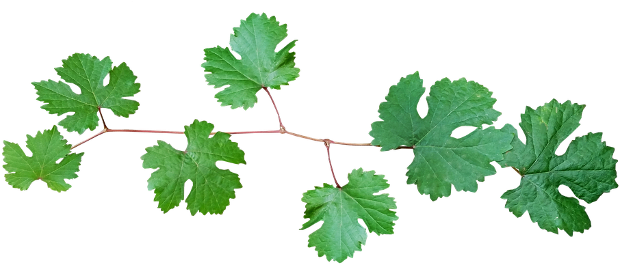 Grape Vine, Leaves, Branch - Vine Leaves Png (960x449)