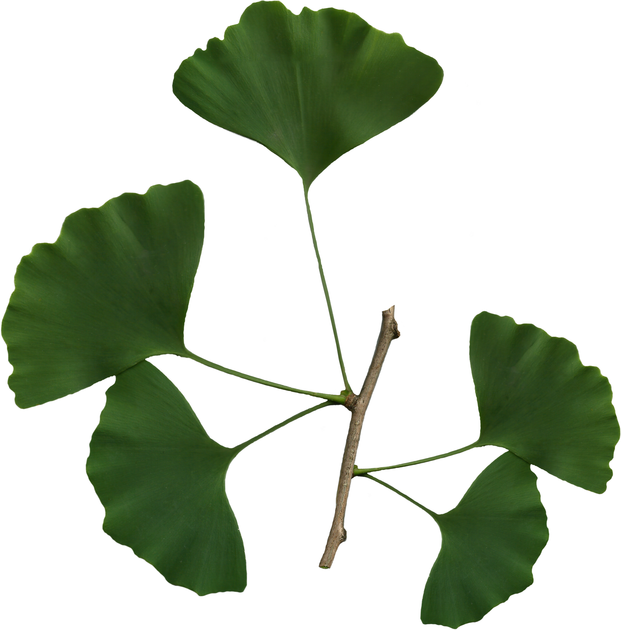 Collection Of Leaves Png - Leaves Of Ginkgo Biloba (2550x2652)
