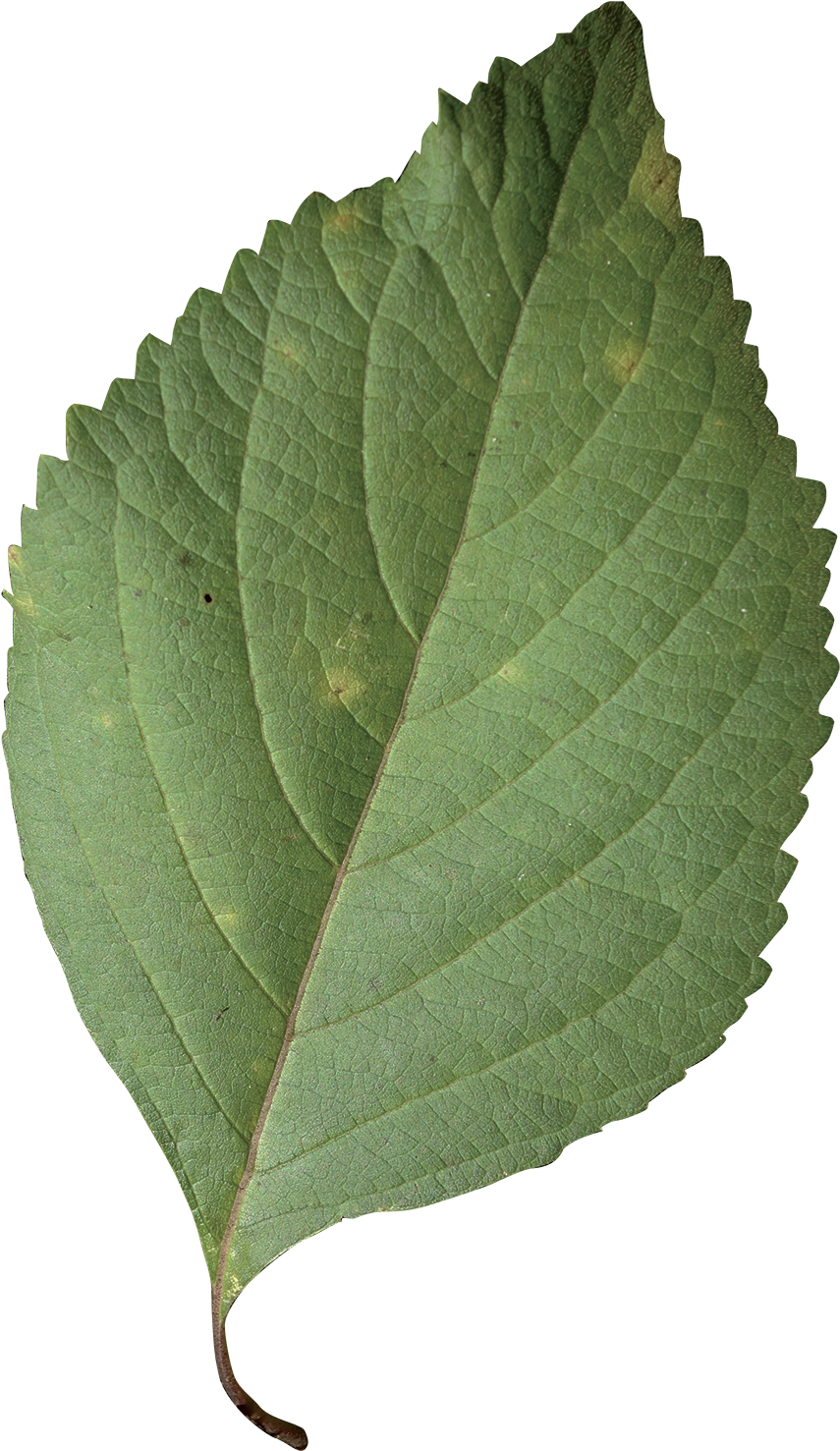 Simple - Callicarpa Americana Leaf (900x1576)