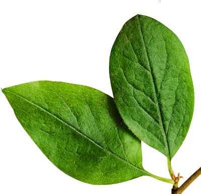 Live Pure, Free & Simple - Orange Tree Leaf Png (500x386)