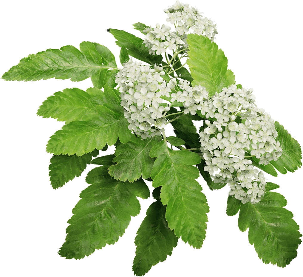 Oak Leaf Mountain Ash - Oak Mountain Ash (1024x1024)