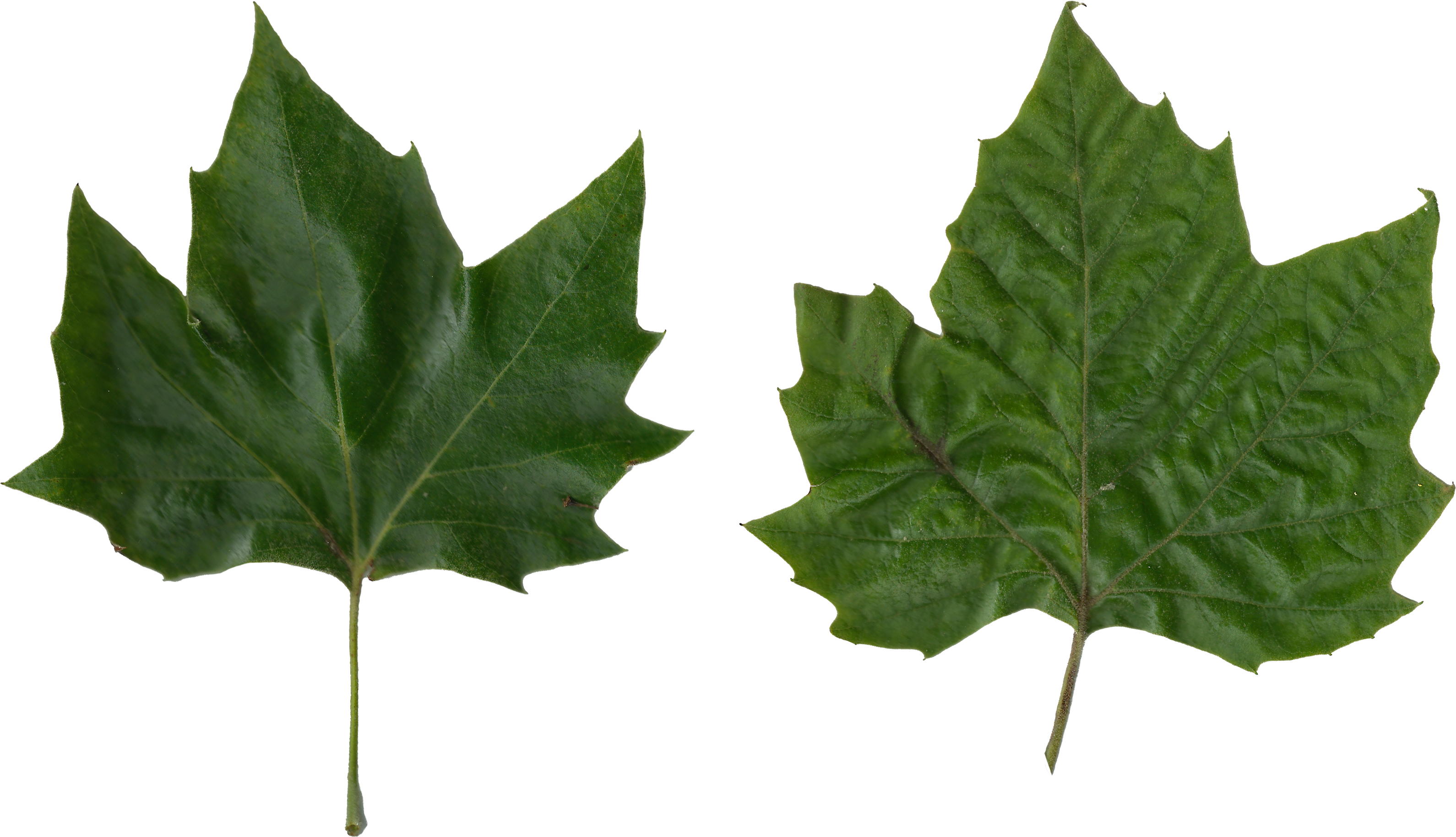 Platanus Scanned Leaves - Platanus Leaf Png (3270x1892)