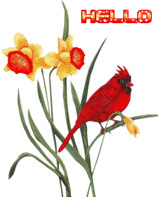 Animation Bird Hello Cardinalwith Daffodils Animation - Fraction (329x407)