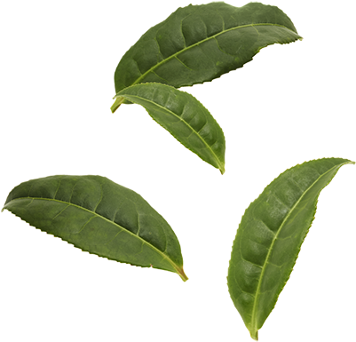 Organic Black Tea Leaves - Box Elder Tree Leaf (400x400)