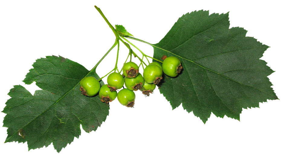 Leaves, Berry, Fruit, Green Leaves, Green, Stand-alone - Berry (960x529)