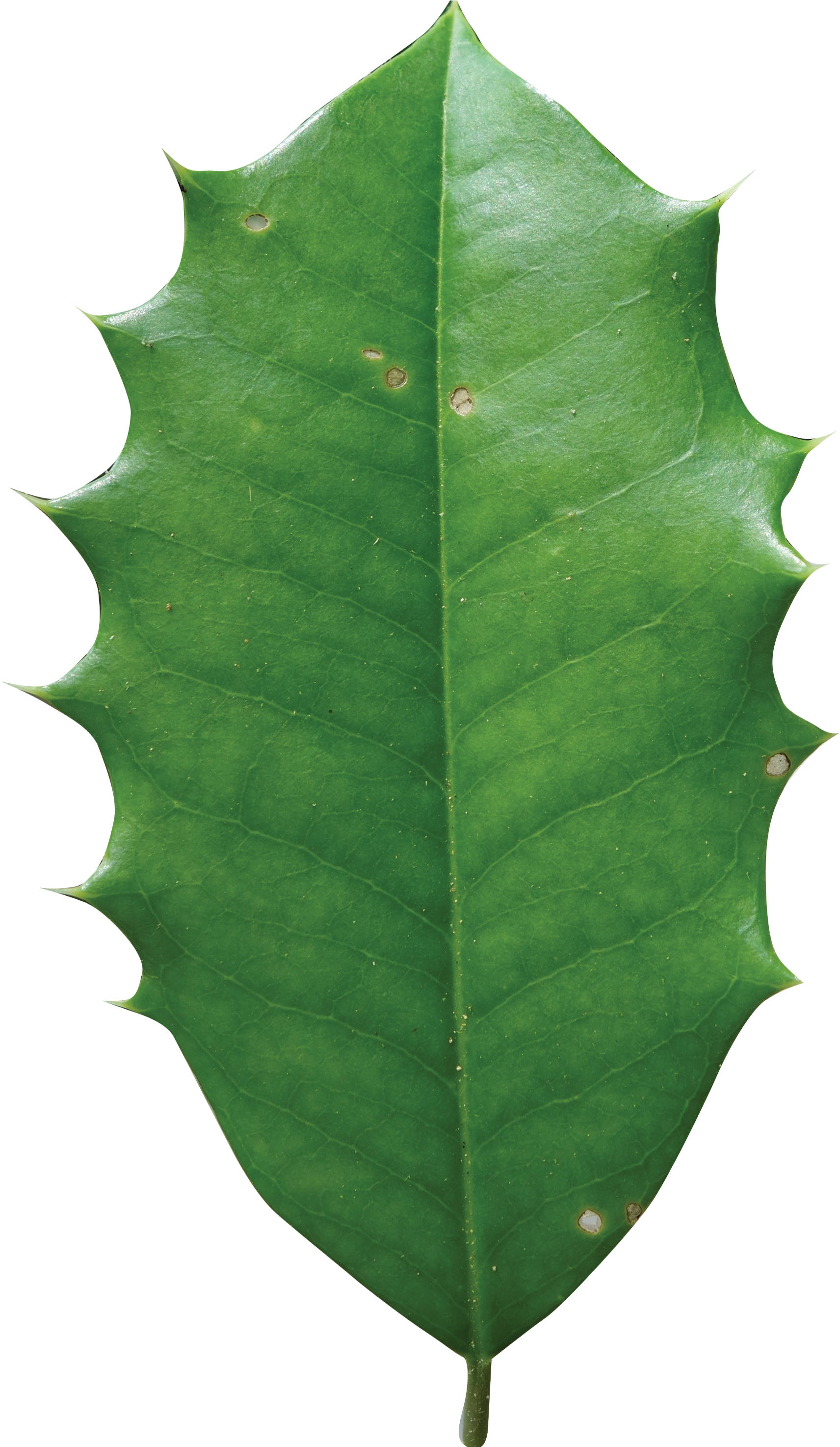 Simple - American Holly Tree Leaf (2460x2947)