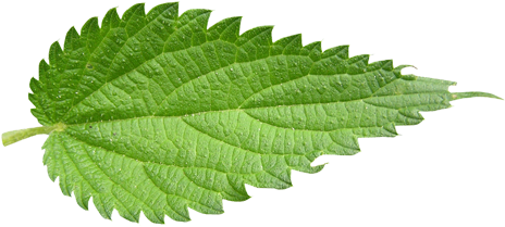 Leaf Pics, Pattern Collection - Leaf Nettle (500x240)