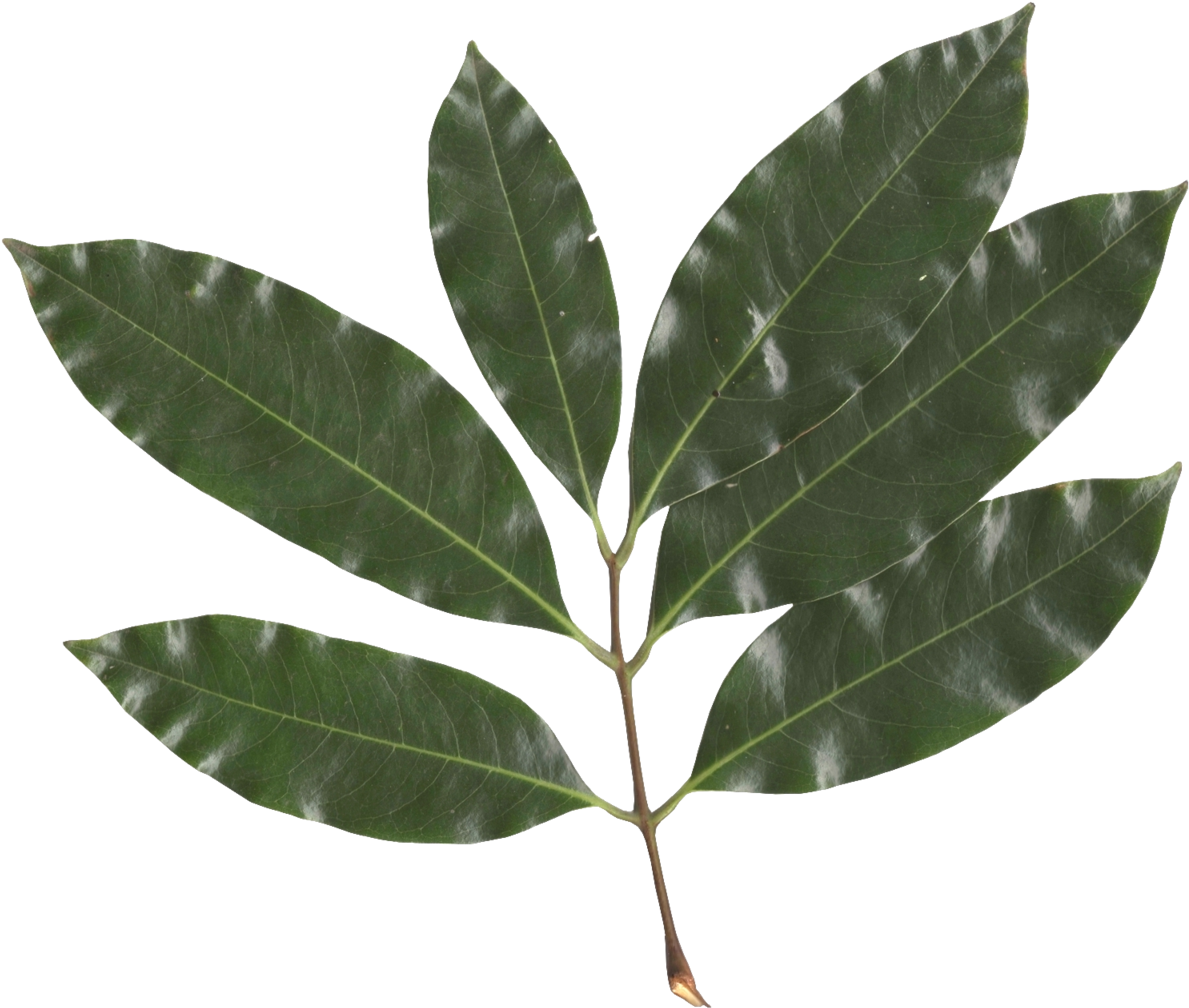 Litchi Chinensis Leaf - Lychee Leaf (1219x1024)