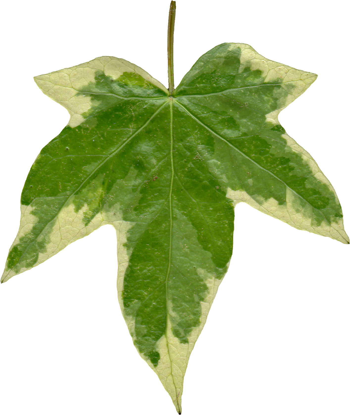 Ivy Leaf Front Texture By Hhh316 - Book Of Unauthorized Truth About Alpha Kappa Alpha (1625x1850)