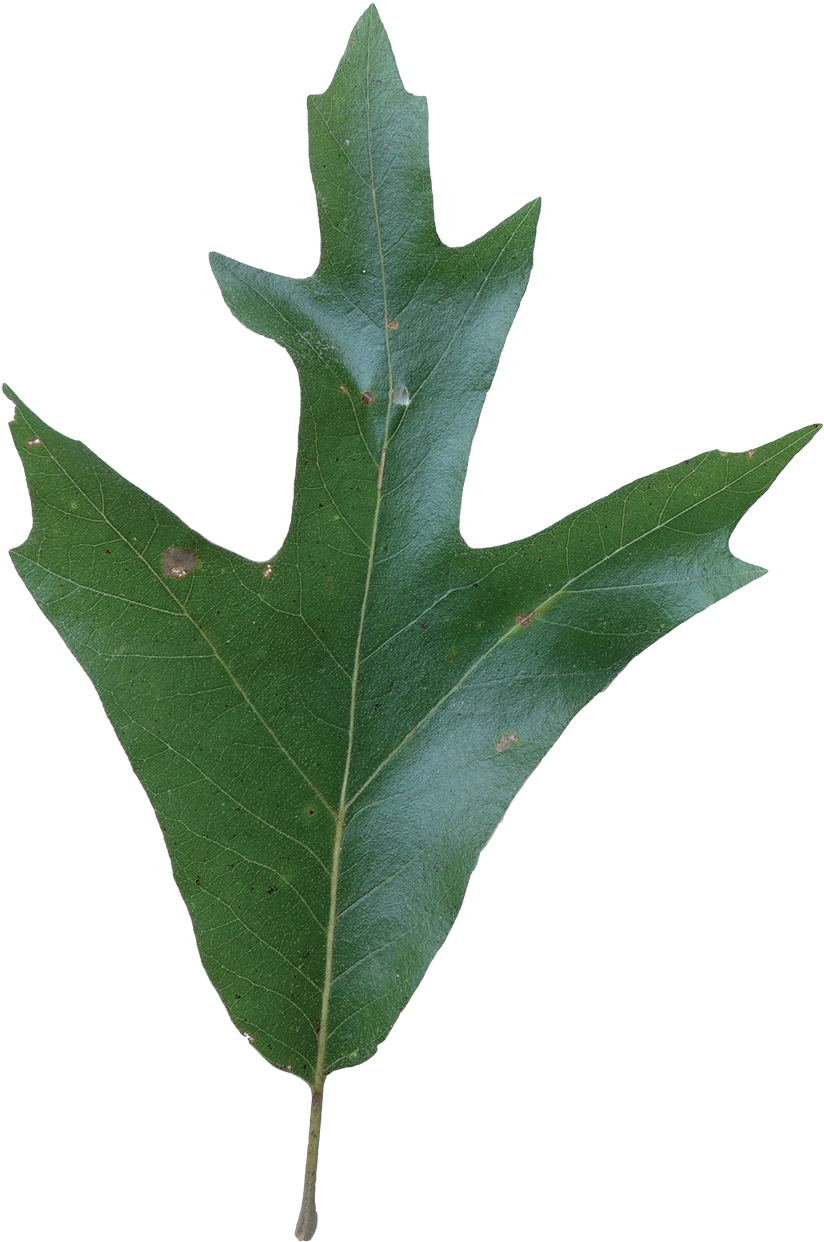 Simple - Southern Red Oak Leaf (900x1295)