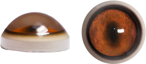 Brown Eyes Clipart Transparent Background - All Png Background Download (500x500)