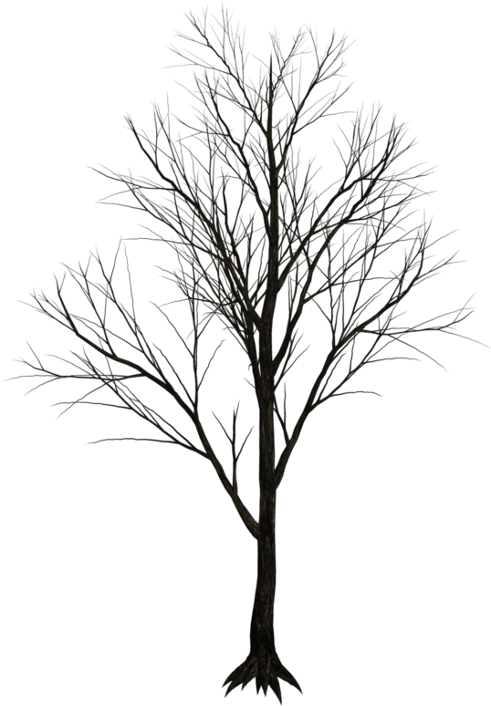Dark Trees Png Stock 07 By Jumpfer Stock D6vut39 - Dark Trees Png (611x800)