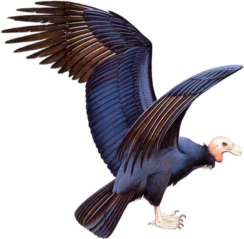 Mükemmel Png Kus Resimleri, Transparan Arkafon Renkli - Largest Flying Bird Ever (500x488)