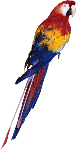 [ Img] - Parrot Png (254x500)