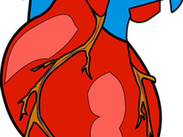 Organs Clipart Actual Heart - Human Heart Clipart (640x480)