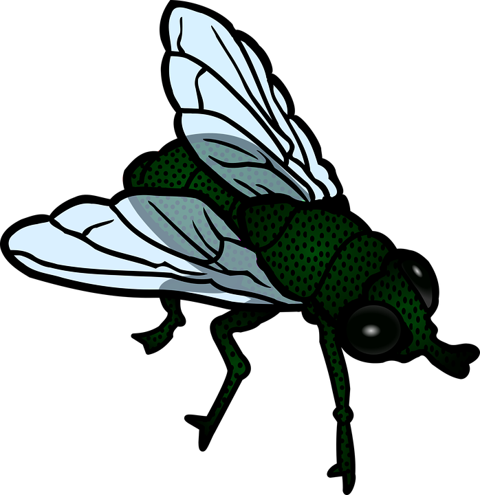 Flies Clipart Mosca - Flies Clipart Png (698x720)