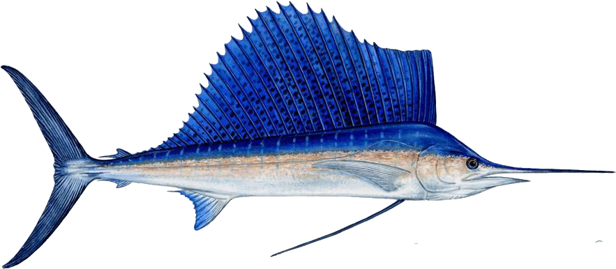 La Paz - Fish With Big Fins (900x401)