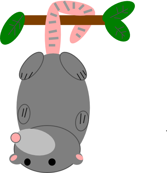 Possum Clipart - Opossum Clipart (582x600)