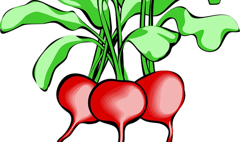 Pelo Cobrizo Con Remolacha - Tops And Bottoms Vegetable Printables (772x456)