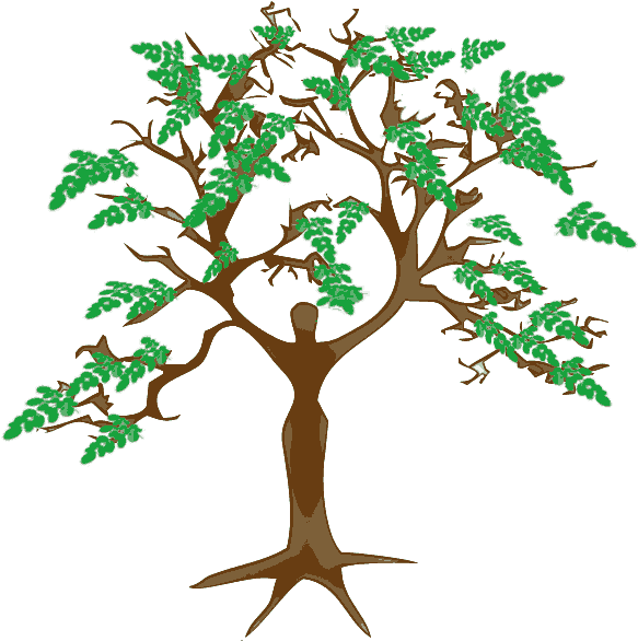 Moringa Tree - Tree And Its Products (611x600)
