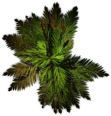 Free Tree Plan View Png - Palm Tree Top View Png (386x405)
