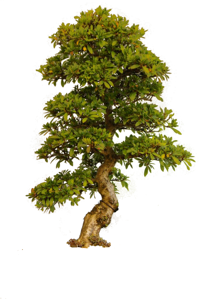 The Trees, Cashadvance6online - Tree Images In Png (780x1031)