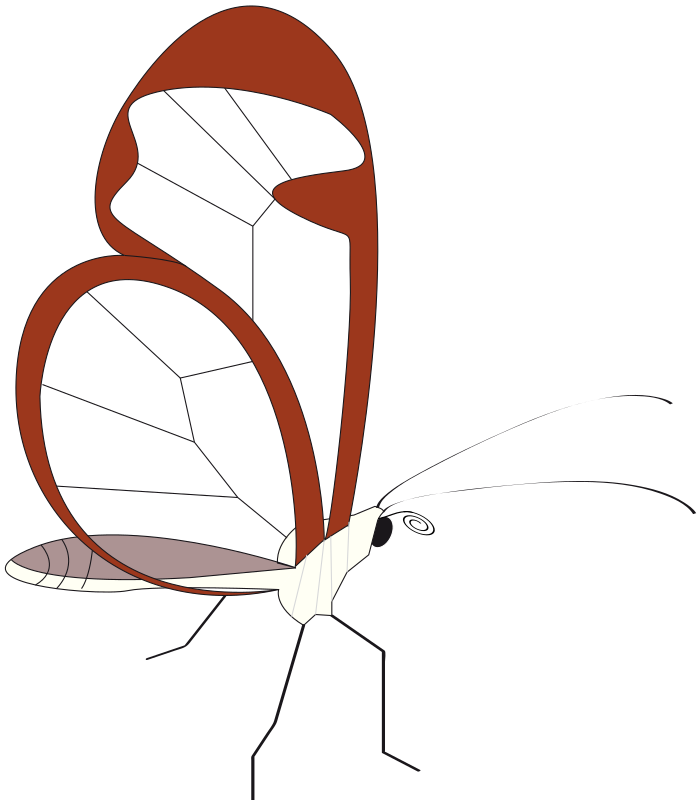 Papillon Butterfly Clipart Icon Png - Insect (699x800)