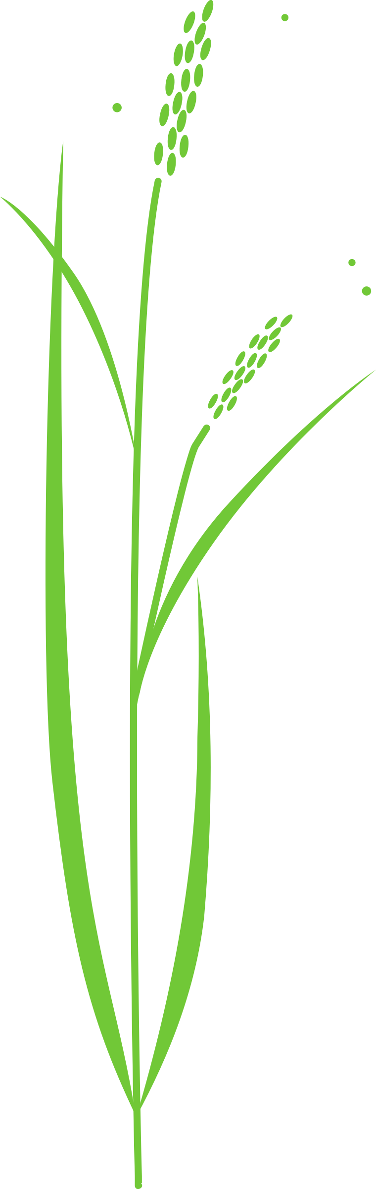 Plant Clipart Plant Leaves - Drawing Of Rice Plant (760x2400)