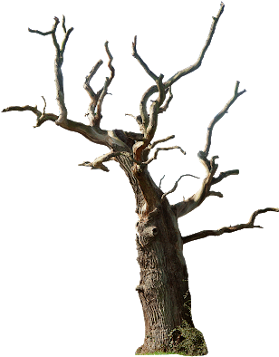 Tree Bark Texture Png Lady Vamp Artworks - Dead Tree Png (319x400)