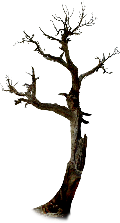 Http - //by-anna - Ucoz - Ru/halloween/nld Tree - Arbre Halloween Png (800x1489)