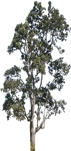 Mature Tree Png (256x512)
