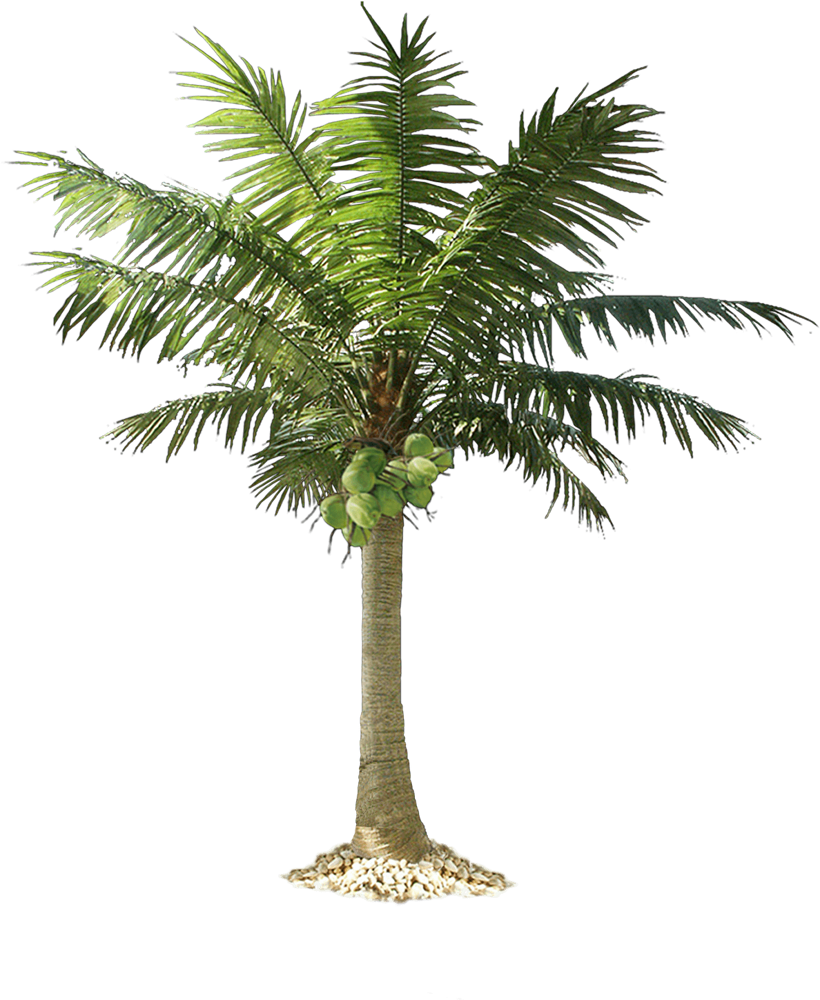 Download Palm Tree Free Png Photo Images And Clipart - Palm Tree Png Transparent (1221x1600)