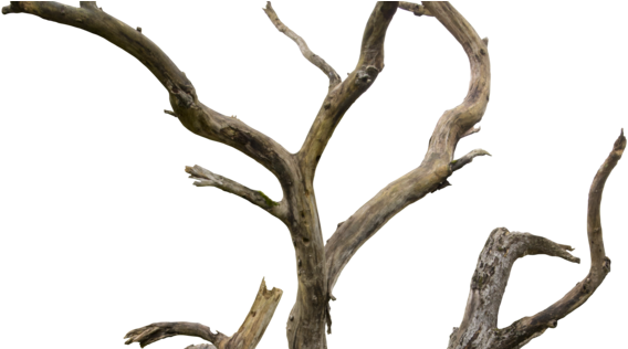 Dried Tree .png (600x315)