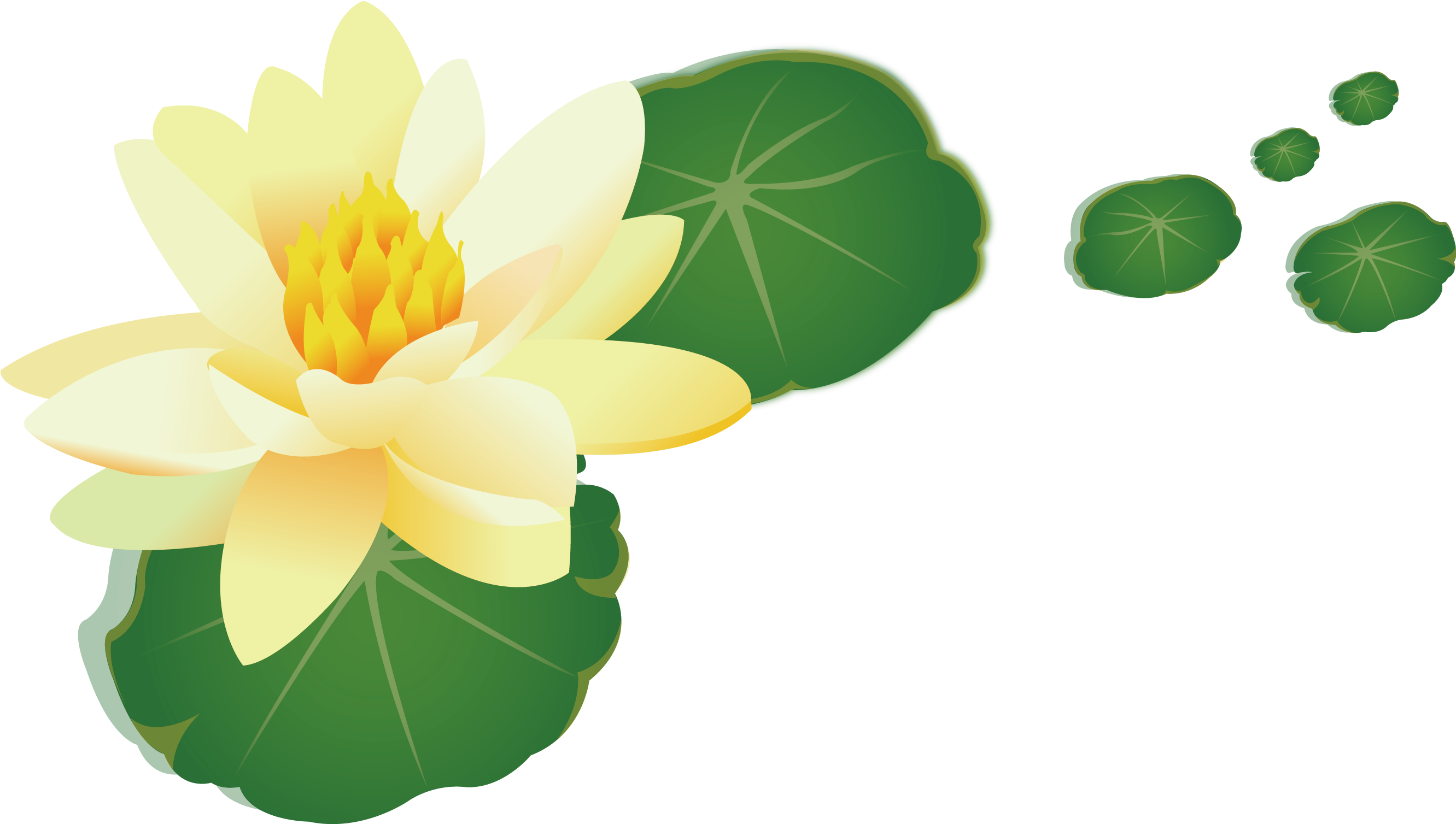 Nelumbo Nucifera Yellow Leaf - Water Lily (2662x1564)