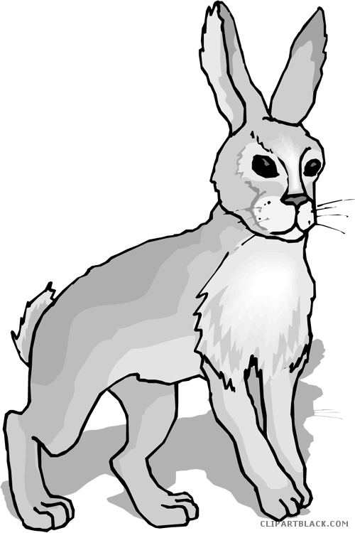 Gray Rabbit Animal Free Black White Clipart Images - Homophones Hare And Hair (500x750)