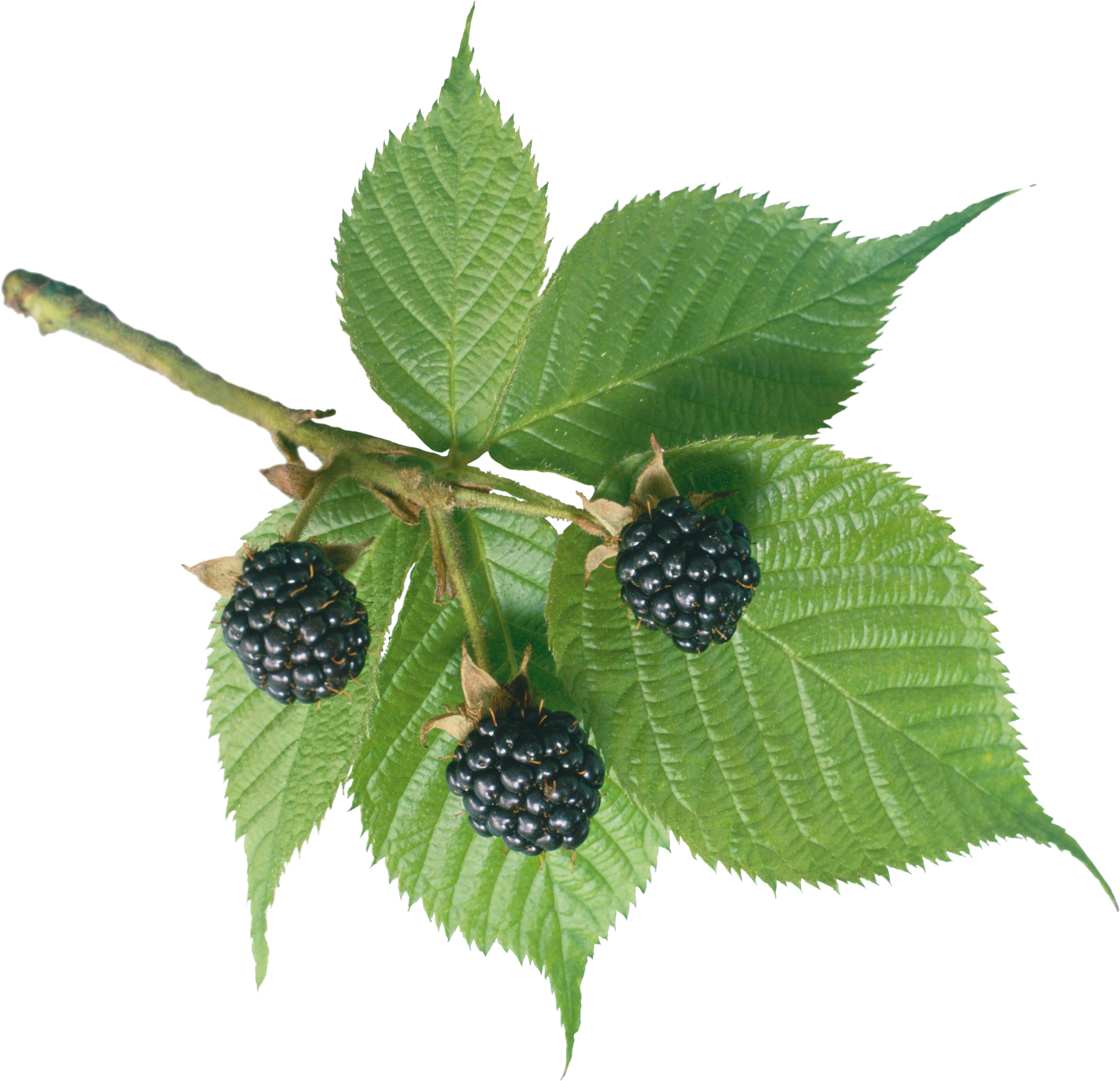 Blackberry - Blackberry Leaves Png (4139x3997)