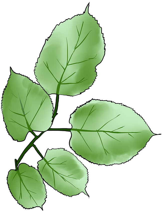 Mulberry - Sweet Birch (691x851)