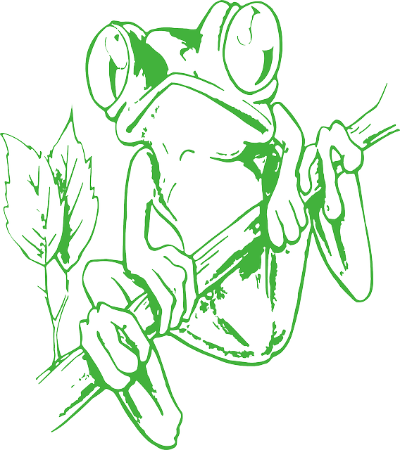 Frog Outlines - Brazilian Tree Frog Colouring Page (568x640)