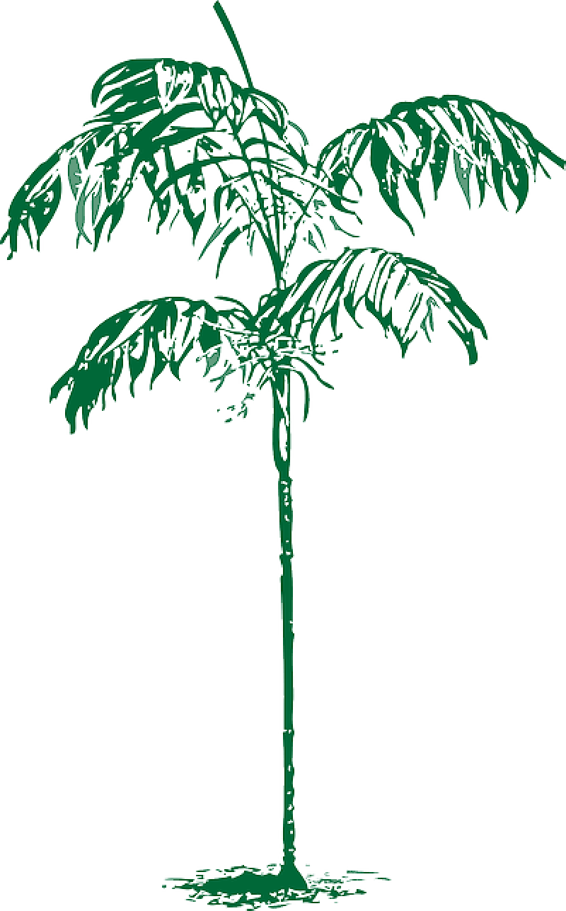 Outline, Palm, Tree, Plant, Coconut, Dates, Date - Clip Art (800x1286)