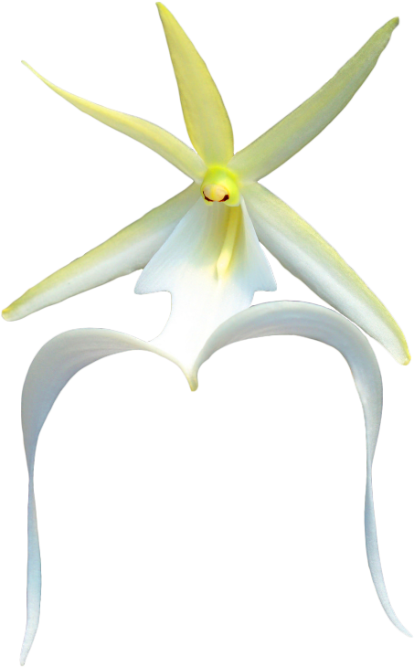 Palm Tree Outline Cliparts - Artificial Flower (482x750)