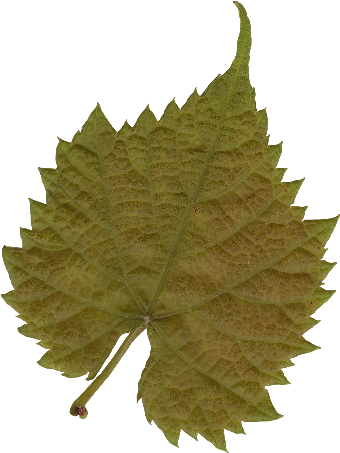 Leaf Texture Mapping Tree Color - Leaf (1200x1600)