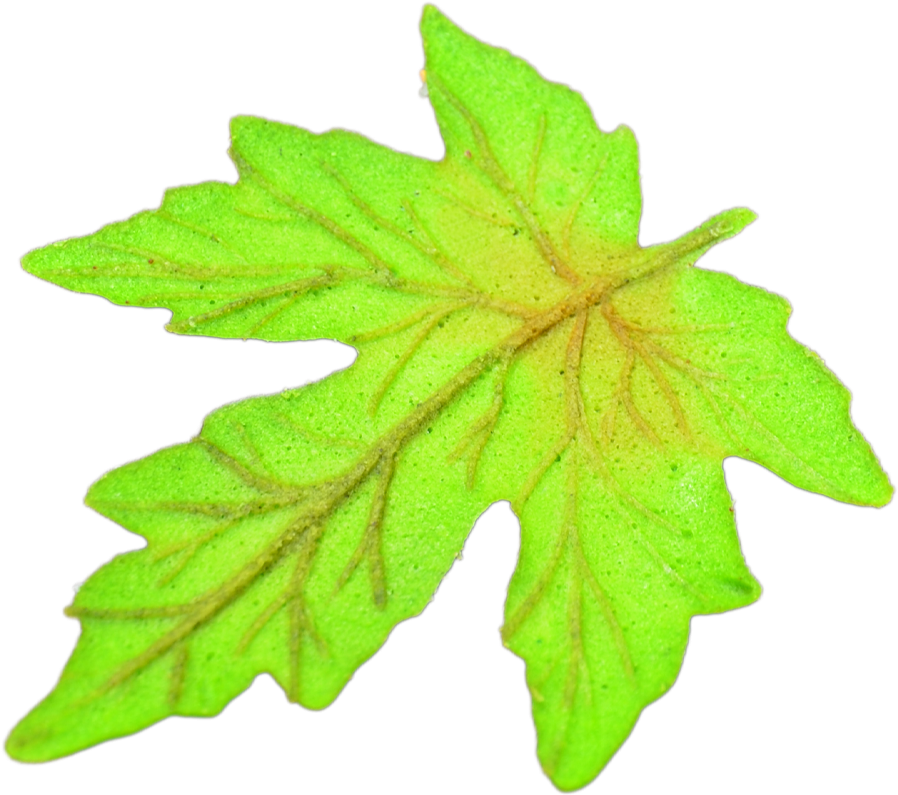 Leaf Shaped Wafer - Maple Leaf (1000x1333)