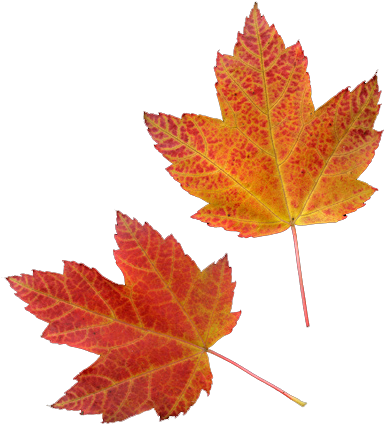 Autumn Leaves X Click Here For Transparent Flowers - Maple Leaf (432x508)