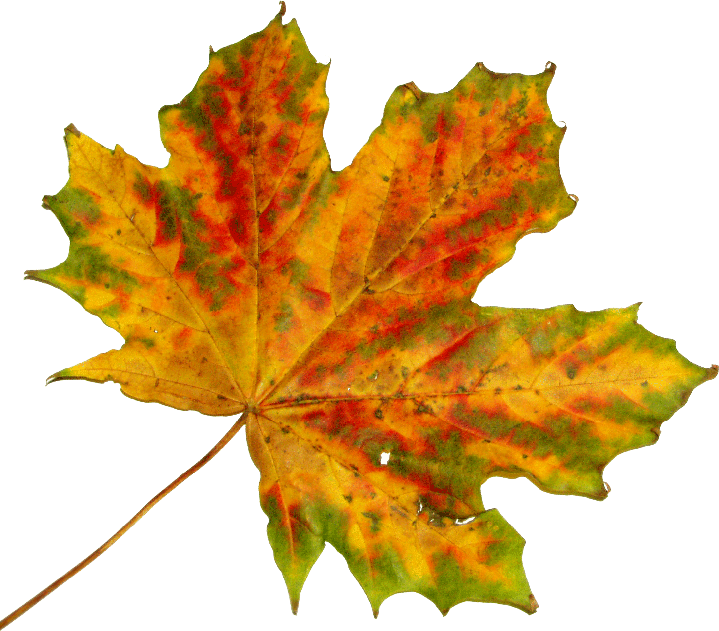 Free Vector Graphic - Fall Leaves To Cut Out - (1458x1273) Png Clipart ...