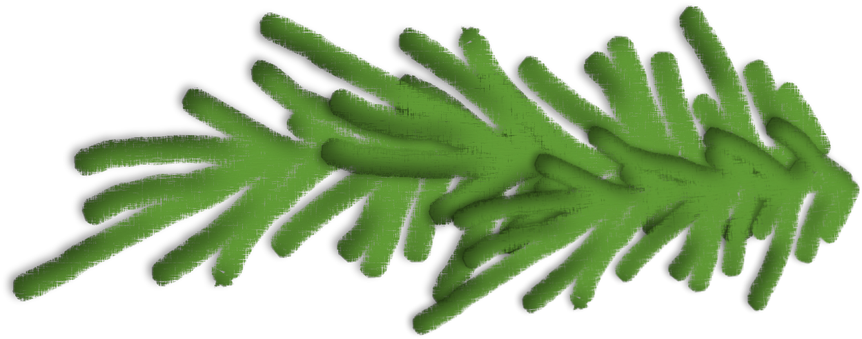 Clipart Old Vector - Lodgepole Pine (1625x700)