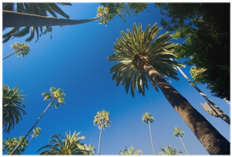 California Palm Trees (400x400)