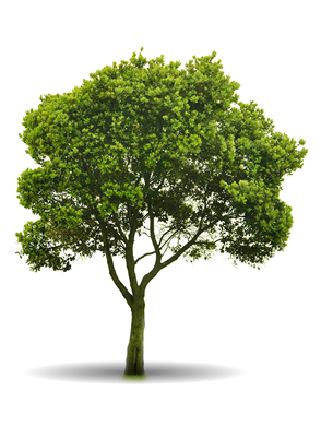 Arbol - Tree Png For Architect (300x400)